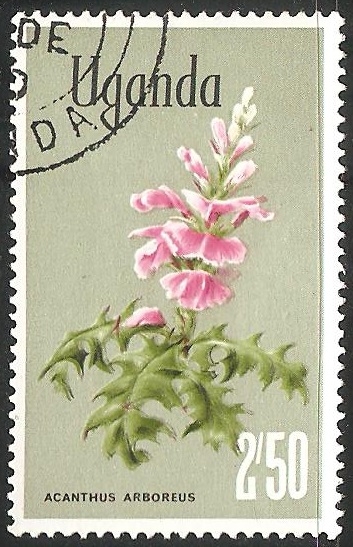 acanthus arboreus