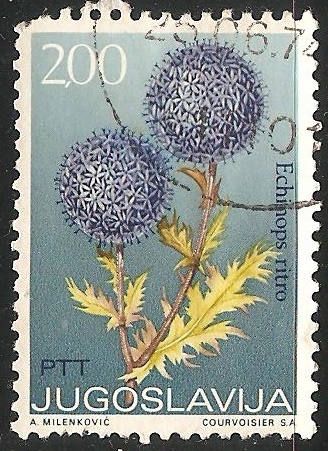 Echinops ritro