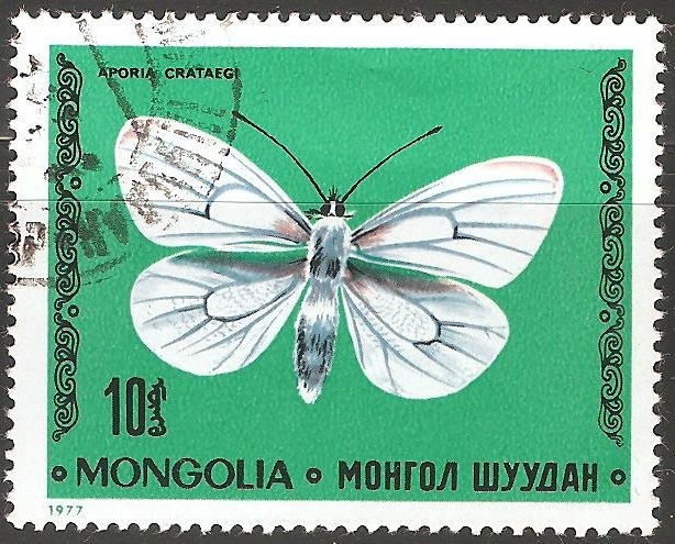 Aporia crataegi