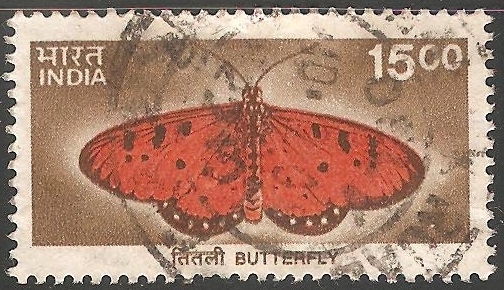 Faune Butterfly 