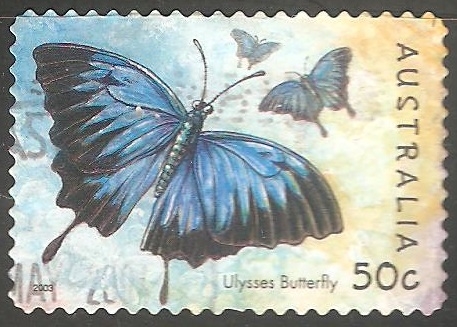 Papilio ulysses