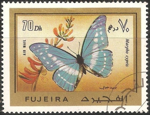 Morpho cypris