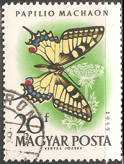 Papilio machaon