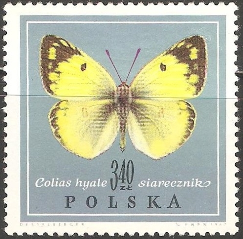 colias hyale