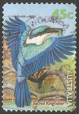 sacred kingfisher-Martín pescador Sagrado