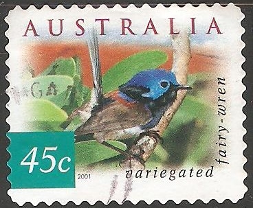 variegated fairy wren