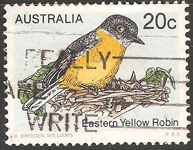 eastern yellow robin-Robin amarilla del Este