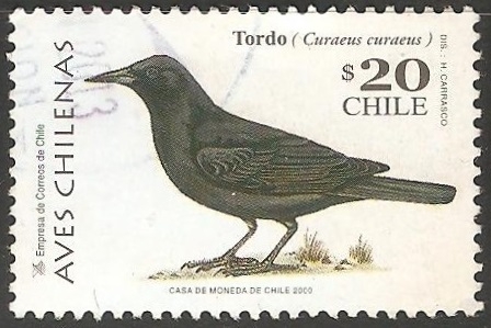 Curaeus curaeus-tordo patagón