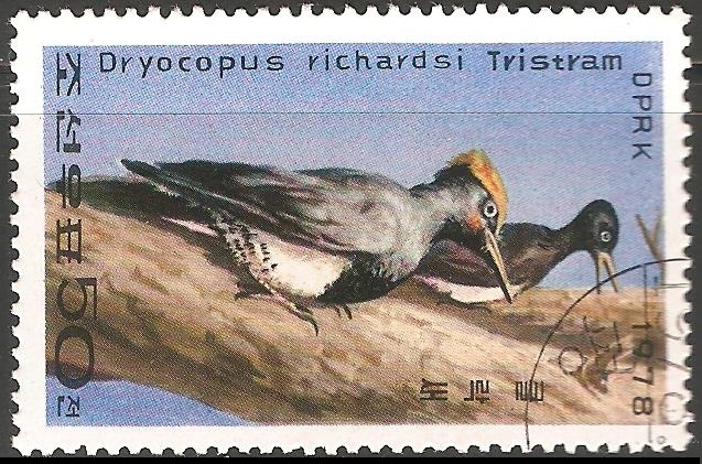 dryocopus richardsi tristram-pájaro carpintero