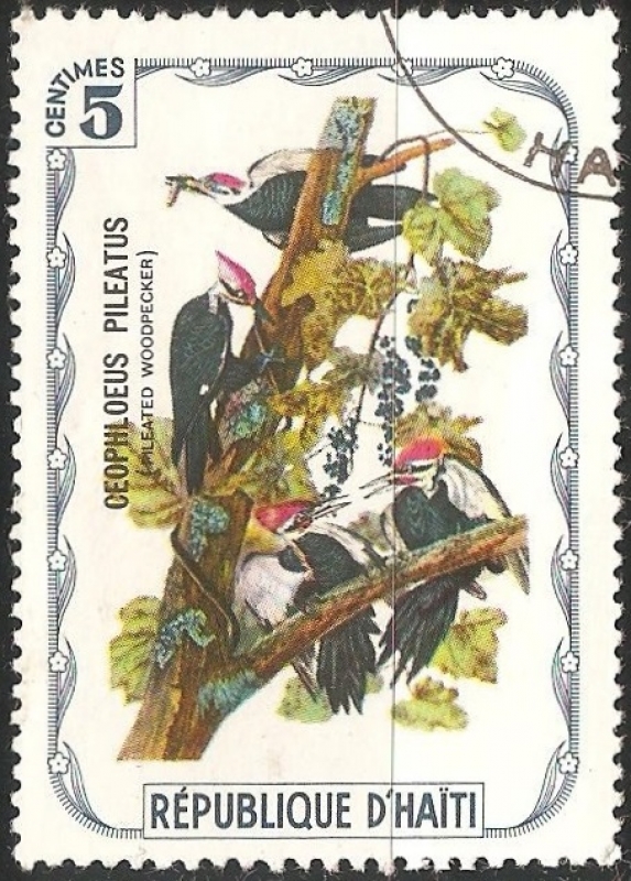 pileated woodpecker-Pájaro carpintero 