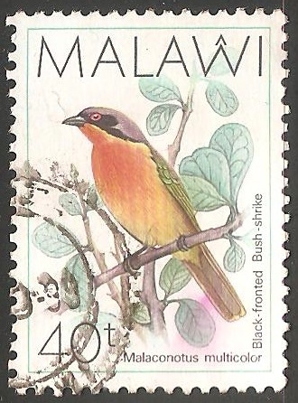 Malaconotus multicolor