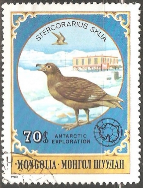 Stercorarius skua