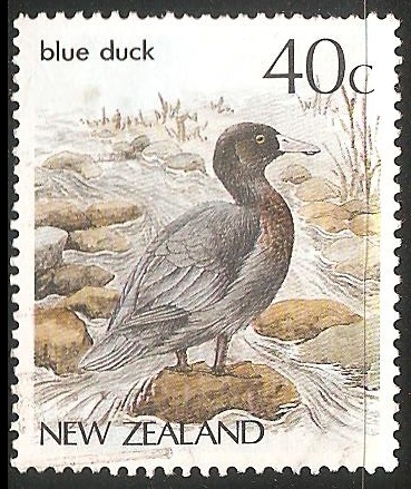 Blue duck-Pato azul