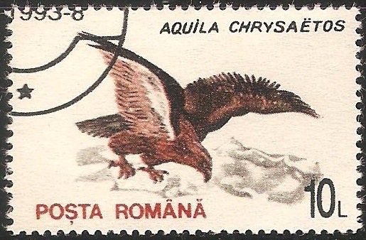 Aquila chrysaetos-águila real