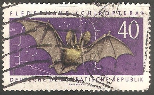 Chiroptera-murciélago