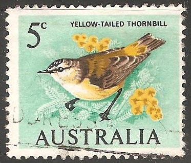 yellow tailed thornbill
