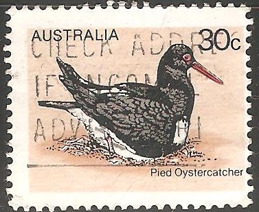 Pied oystercatcher