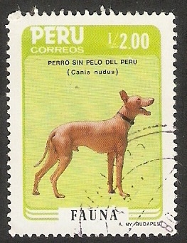 Perro sin pelo del Perú, canis nudus