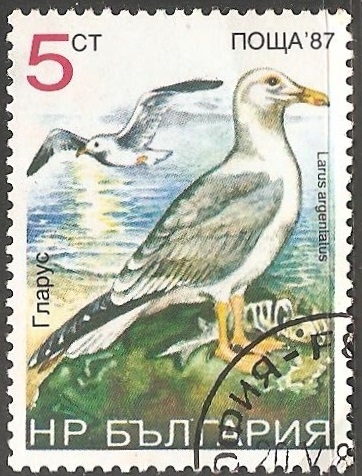 Larus argentatus-gaviota argéntea 