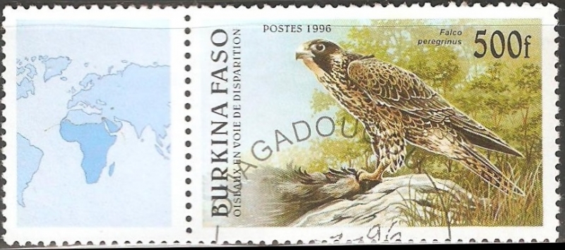 Falco peregrinus-halcón peregrino