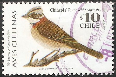Aves chilenas-chincol-chingolo
