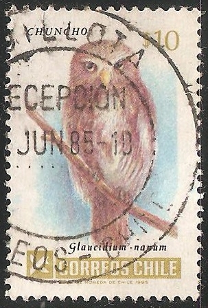 glaucidium nanum