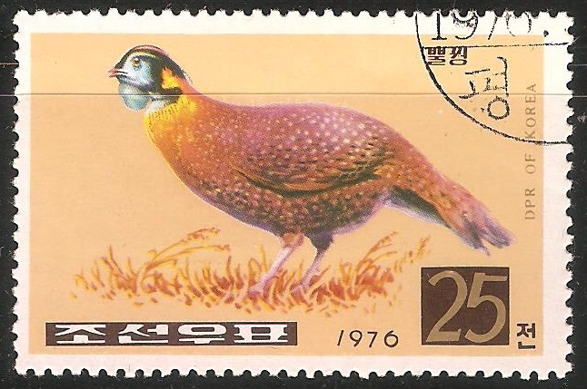 Necked pheasant-faisán común 
