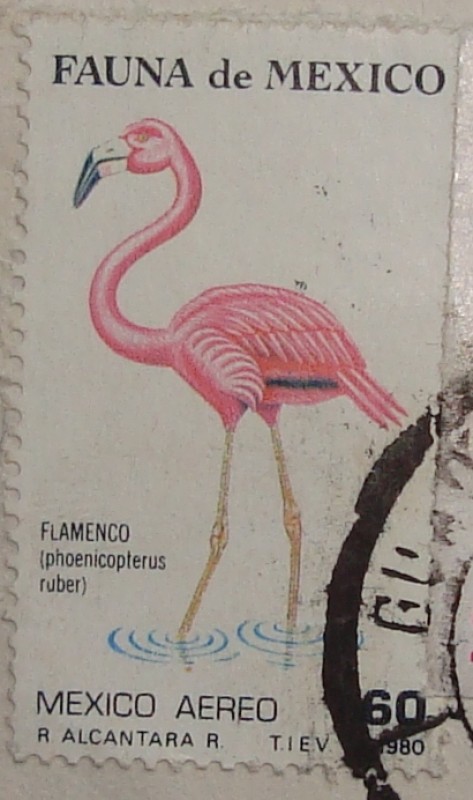 flamenco (phoenicopterus ruber)