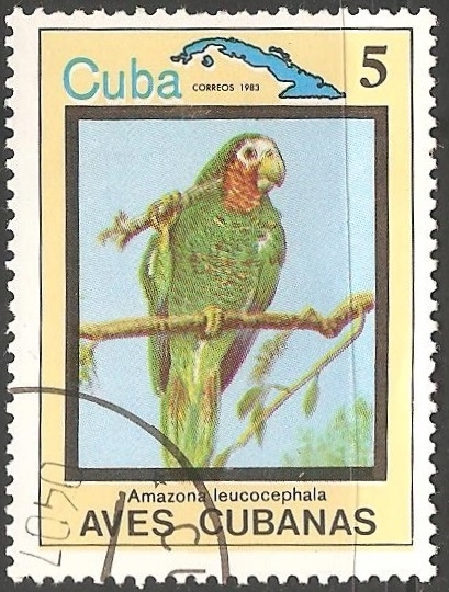 Aves cubanas-amazona leucocephala