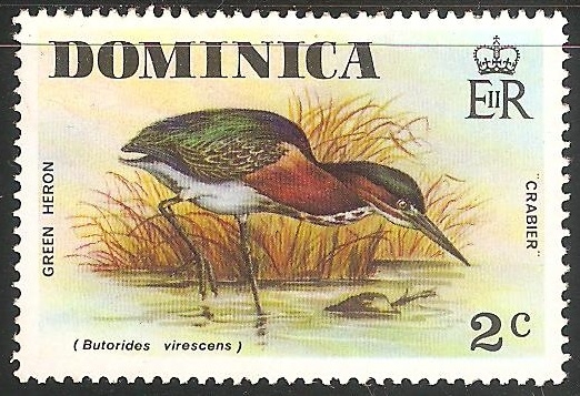 Green heron-Garça-real verde