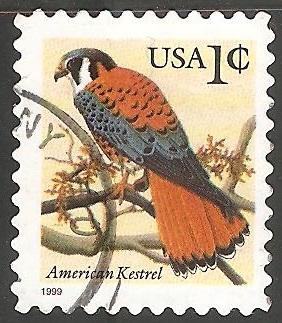 American kestrel-Falcão-americano