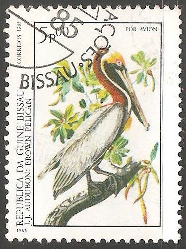 Brown pelican-Pelicano-pardo
