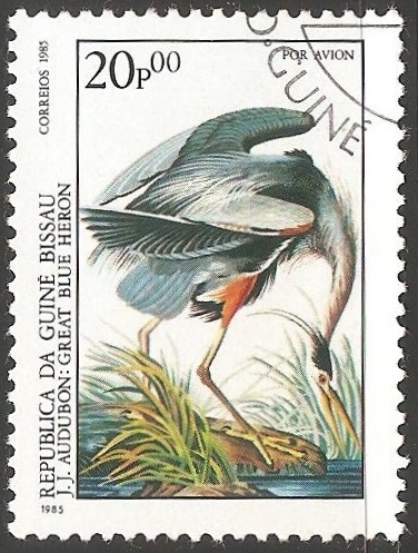 Great blue heron-Garça-azul-grande