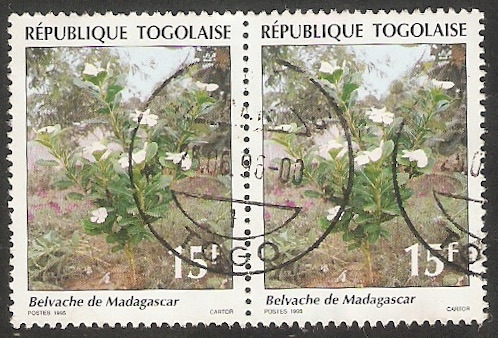 1342 - Planta Belvache de Madagascar