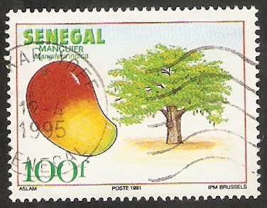 Árbol y su fruto