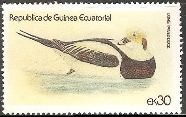 Long tailed duck-Pato de cola larga