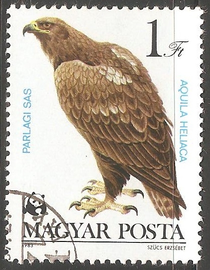 Aquila heliaca-Águia-imperial-oriental