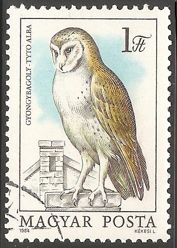 Tyto alba-Lechuza Común 