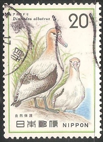 Diomedea albatross-Gran albatros 