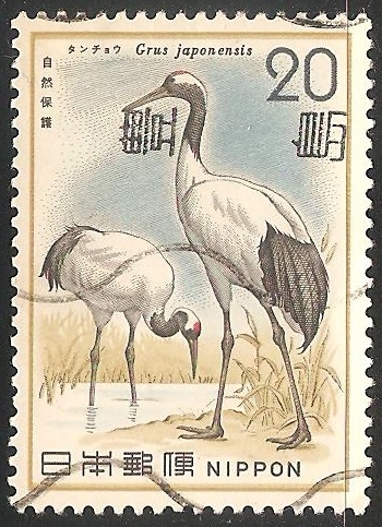 Grus japonensis