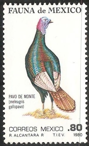 Pavo de monte