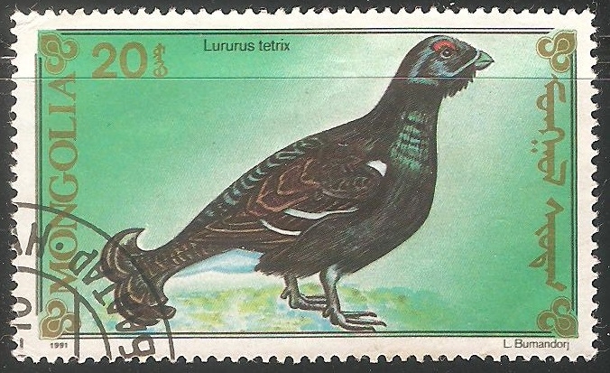 Lururus tetrix- gallo lira