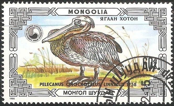 Pelacanus onocrotalus- pelícano común 