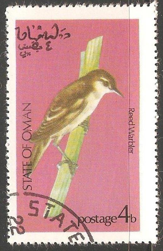 Reed warbler-Caniços