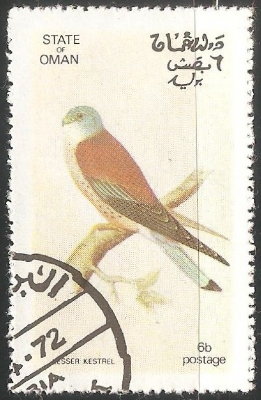 Lesser kestrel-Peneireiro