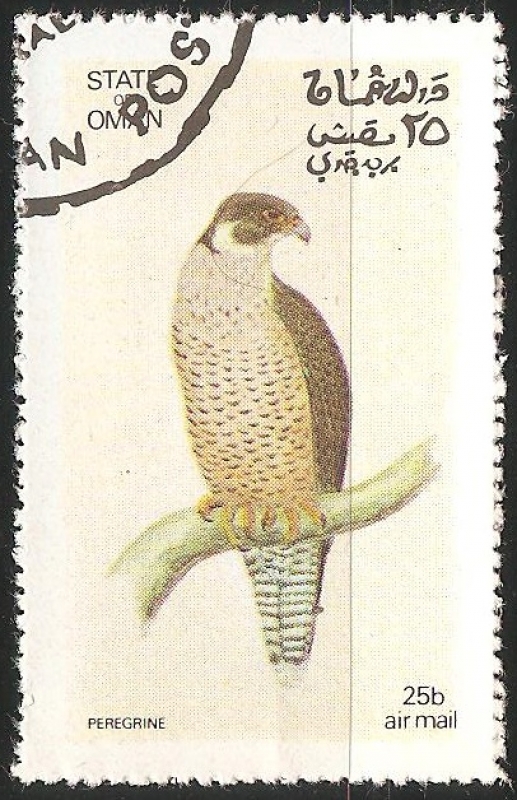 Peregrine-Falcon peregrino