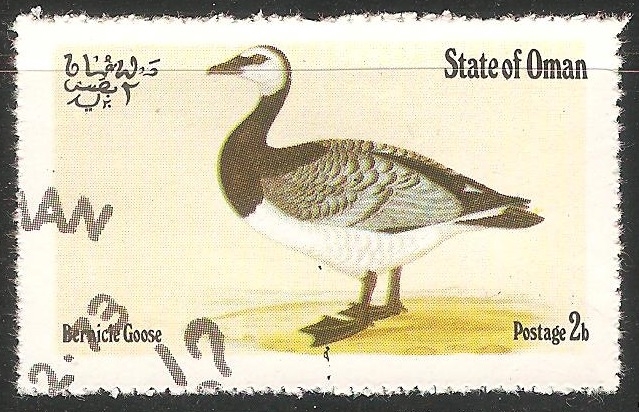 Bernicle goose-Ganso de lapa 