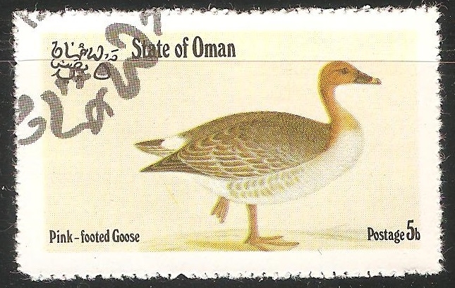 Pink footed goose-Ganso Rosa
