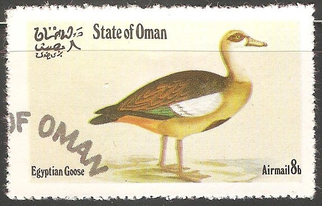 Egyptian goose-Ganso egipcio