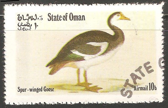 Spur winged goose-Ganso Estímulo-con alas